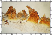 Elaphomyces quercicola